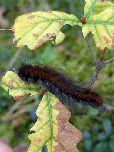 Fox Moth