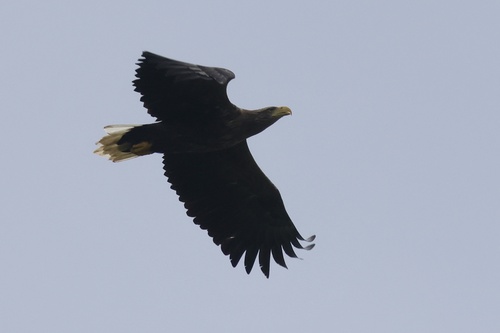 White-tailed Eagle