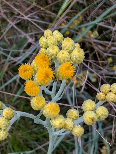 Dwarf Everlasting