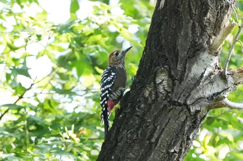 Rufous-bellied Woodpecker