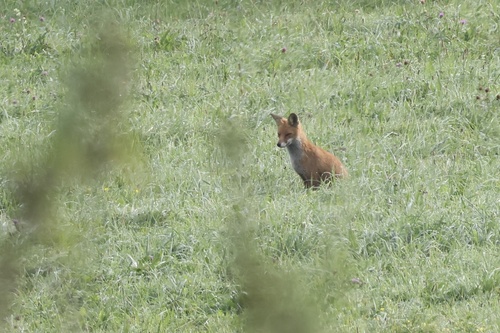 Red Fox