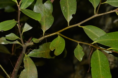 Diospyros australis