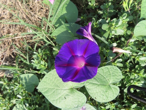common morning-glory