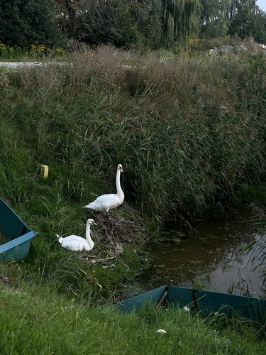 Mute Swan