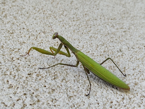 European Mantis