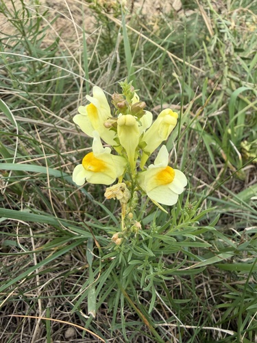 common toadflax
