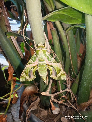 Oleander Hawkmoth