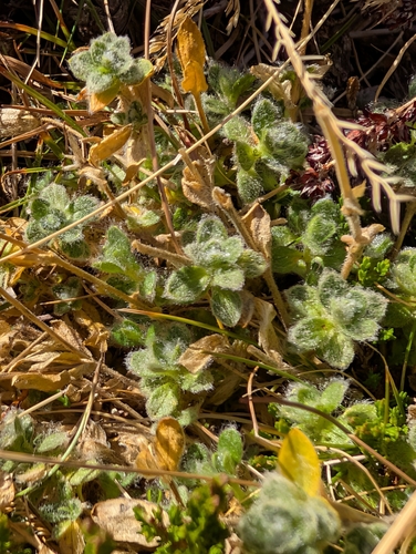 Cerastium alpinum, photograph 3