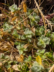 Cerastium alpinum, photograph (c) Denys Vynokurov, some rights reserved (CC BY)