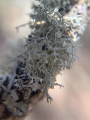 Ramalina dilacerata