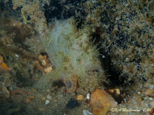 Antennarius striatus observed 2026-09-12