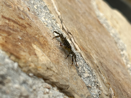 Marbled Crab