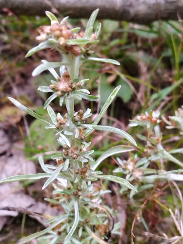 marsh cudweed