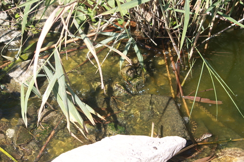 Tessellated Water Snake