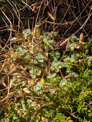 Cerastium alpinum, photograph 4