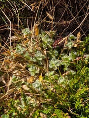 Cerastium alpinum, photograph (c) Denys Vynokurov, some rights reserved (CC BY)