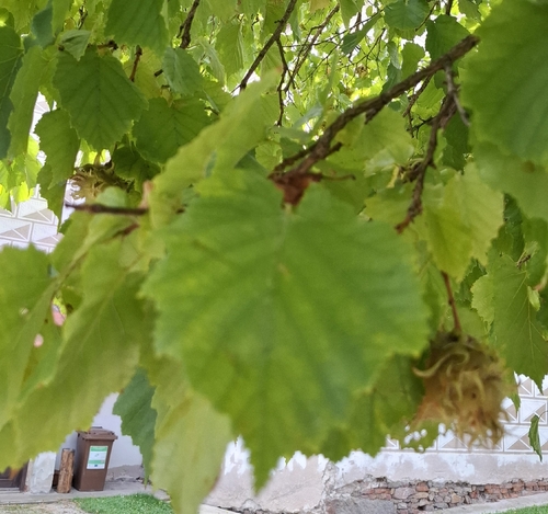 Turkish Hazel