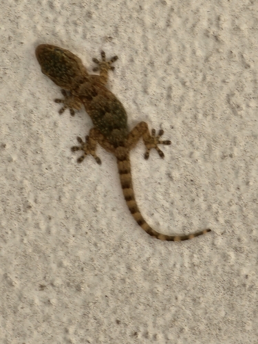 Moorish Gecko
