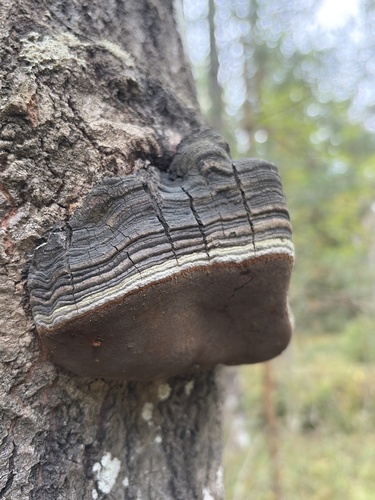 Aspen Bracket
