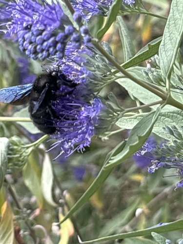Xylocopa