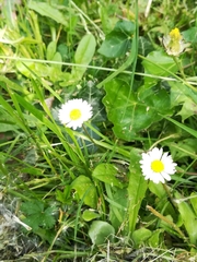 Bellis perennis