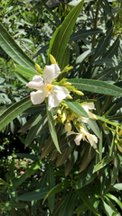 Nerium oleander