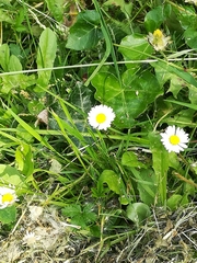 Bellis perennis