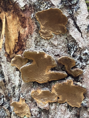 Phellinopsis conchata