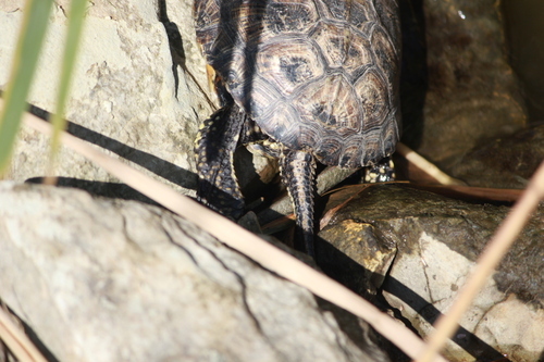 European Pond Turtle