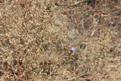 chicory