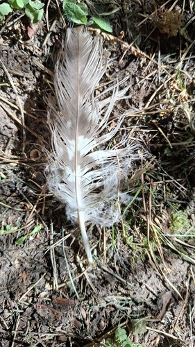 Plume de Autour des palombes