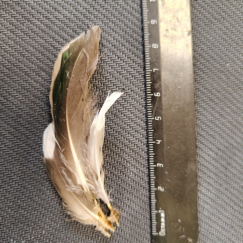 Plume de Canard souchet