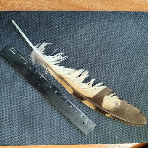 Plume de Hibou des marais