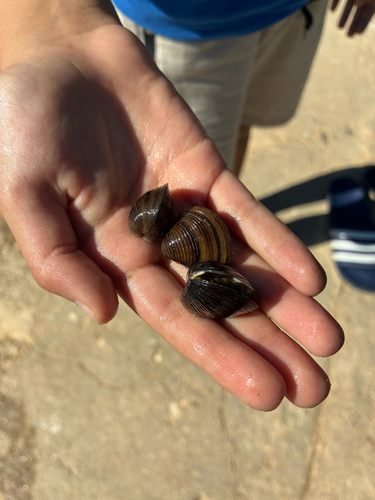 Asian Clam