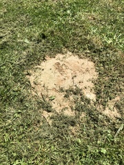 Talpa europaea