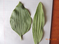 Plantago maxima