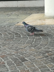 Columba livia domestica