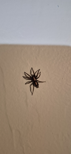 Eastern Parson Spider