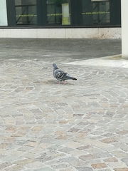 Columba livia domestica