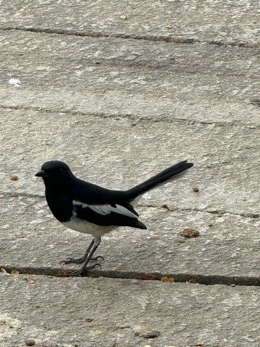Oriental Magpie-Robin