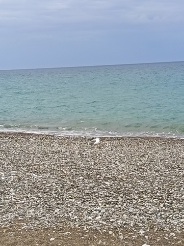 Yellow-legged Gull