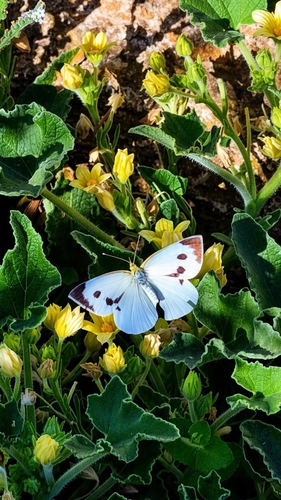 Large White