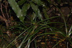 Cyperus filipes