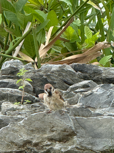 Eurasian Tree Sparrow