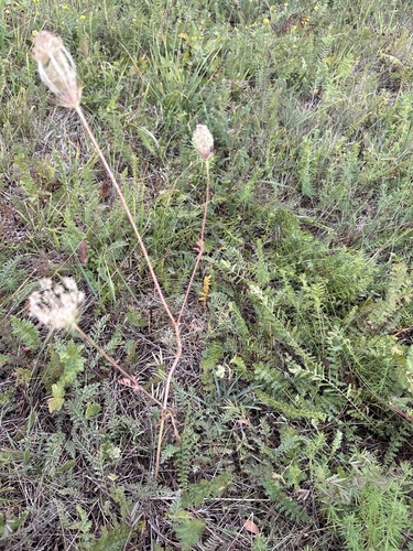 wild carrot