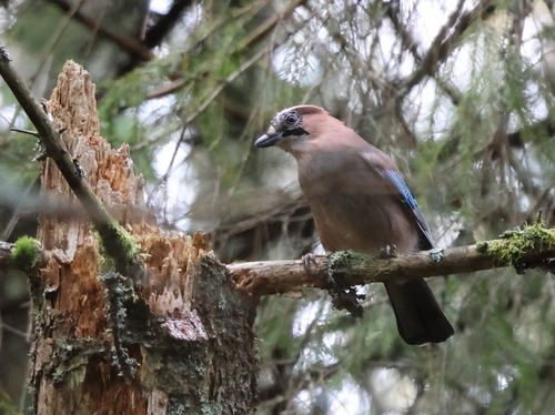 Eurasian Jay