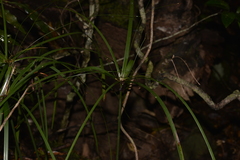 Cyperus filipes
