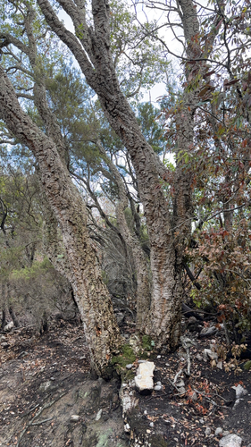 cork oak
