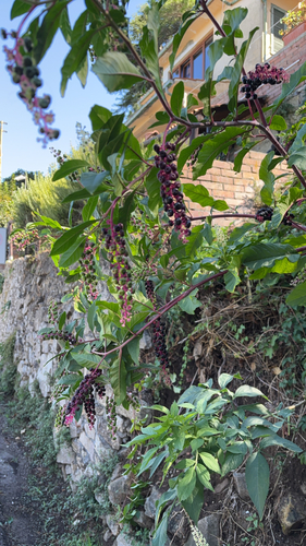 American pokeweed