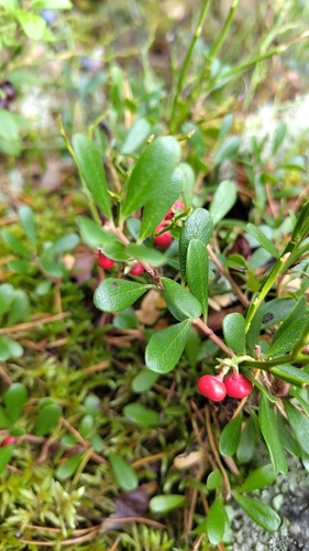 bearberry